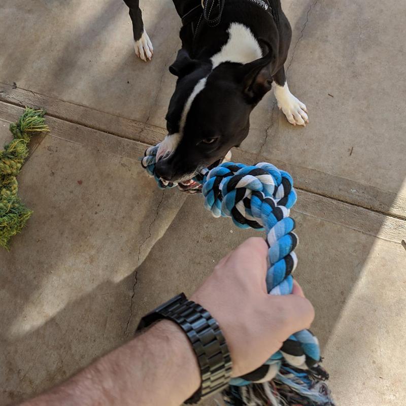 UEETEK Pet Durable Stainless Steel Spring Pole Dog Rope Toys Hanging Exercise Rope Pull With 5M Black Ropes Pet Toys