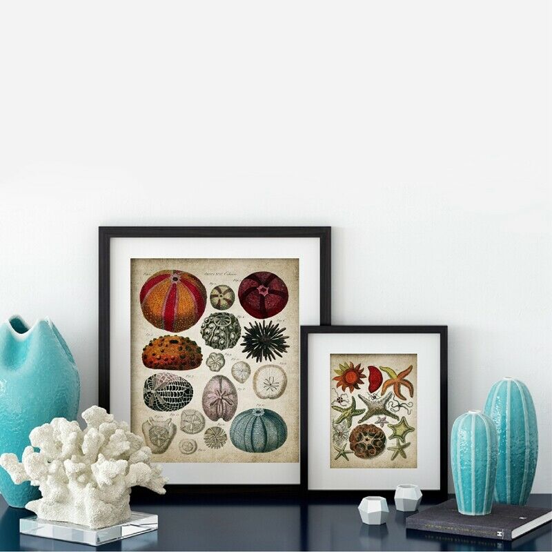 Retro Ocean Biologische Muur Foto Schilderij Vintage Marine Zeester Seashell Retro Poster Poster Kraftpapier