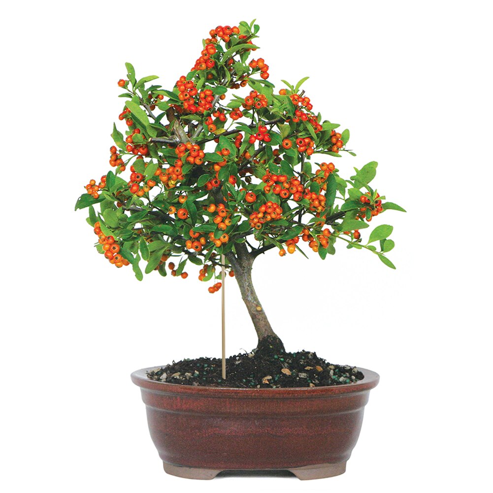 50pcs Inserted Plant Growth Support Rod Solid Gardening Tools Office Indoor Outdoor Planting Natural Bamboo Stakes Universal DIY