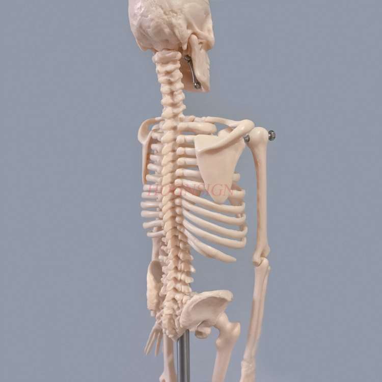 45cm Menschlichen Körper Skelett Modell Skelett Anatomie Struktur Wirbelsäule Schädel Kopf Gemeinsamen Tätigkeit Lehre bilden