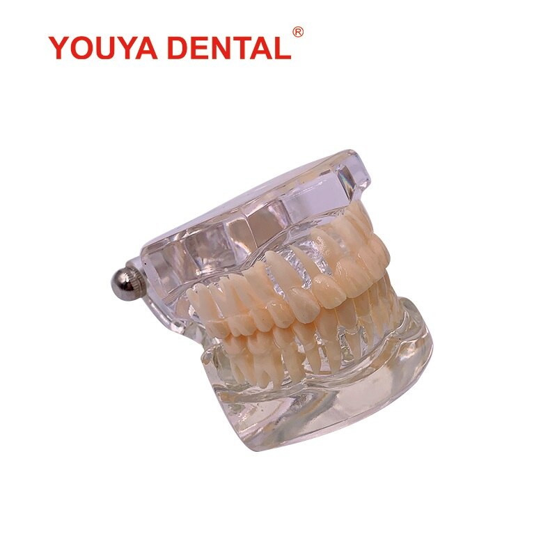 1:1 Resin Dental Model Teeth Teaching Model For Studying Dentist Transparent Standard Typodont Tooth Model Jaw Dentistry Product