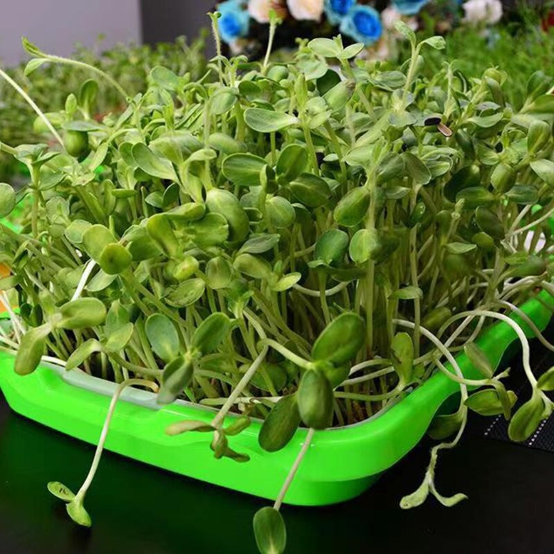 Seed Sprouter Tray 2 Layer Soilless Hydroponic Nursery Pot Germination Planter