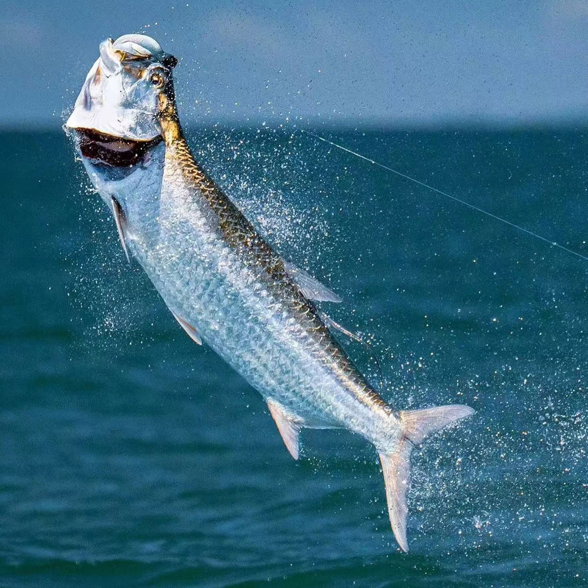 Anzuelos de pesca-anzuelos fijos de camarones vivos de acero al carbono con púas con agujeros, anzuelos de pesca de lubina de 2/3/4, sombrero que se puede adaptar a varios F