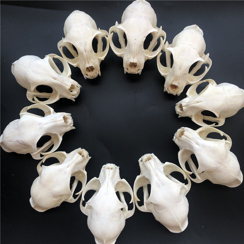1/2/3/5/10pcs Such as pictures real Animal Skull s... – Grandado
