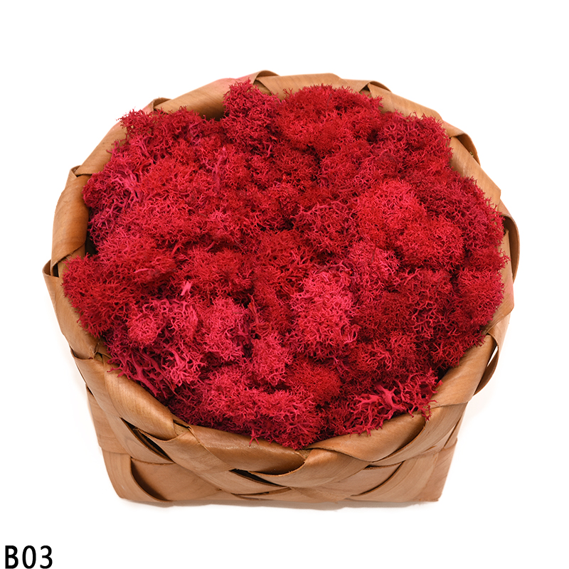40g kunstige planter evigt liv mos mini have mikro landskab tilbehør boligindretning væg diy blomster materiale: B03