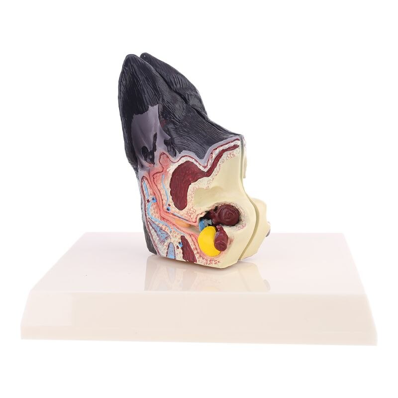 Modelo anatómico de lesión en la oreja del perro, ayuda en la enseñanza de la ciencia veterinaria, investigación canina de mascotas M5TB