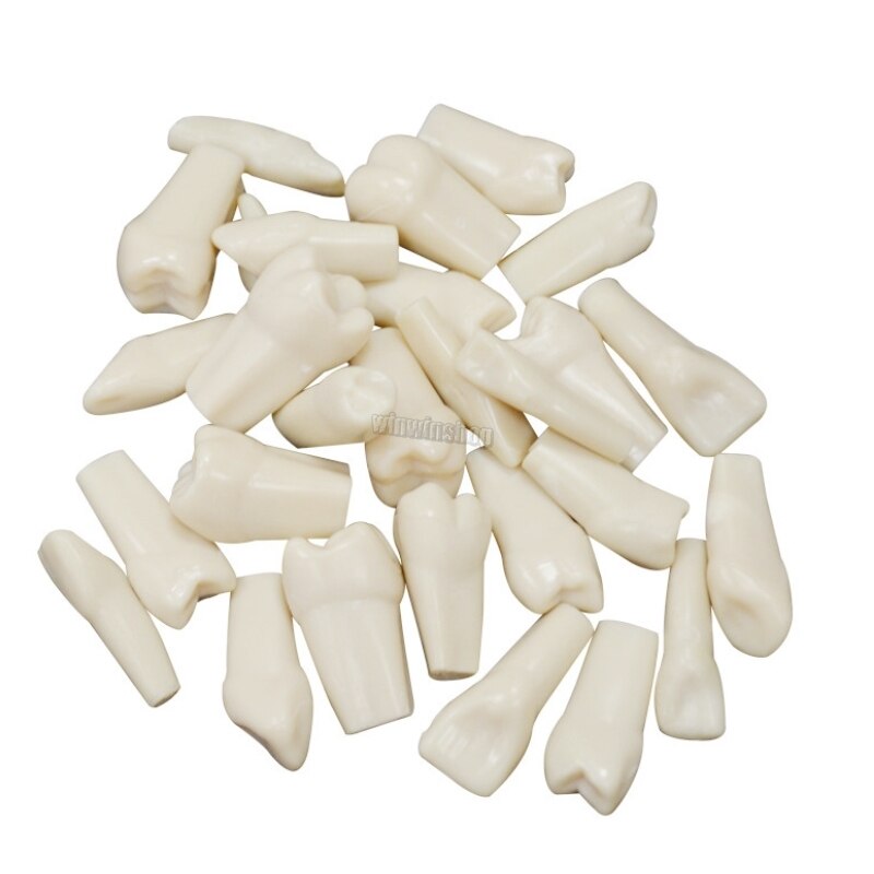 Dental Teaching Model Teeth model gum Standard Model with 28/32 Screw-in Teeths Demonstration Soft Gum