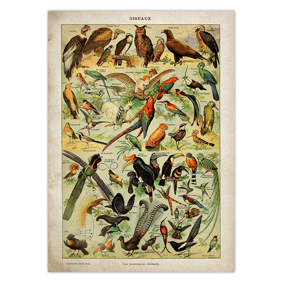 Buttferflies Vintage Poster Bees Insects Birds Plumes Feathers Eggs Wall Art Posters and Prints Adolphe Millot Kraft paper: Red / 21x30cm No Frame
