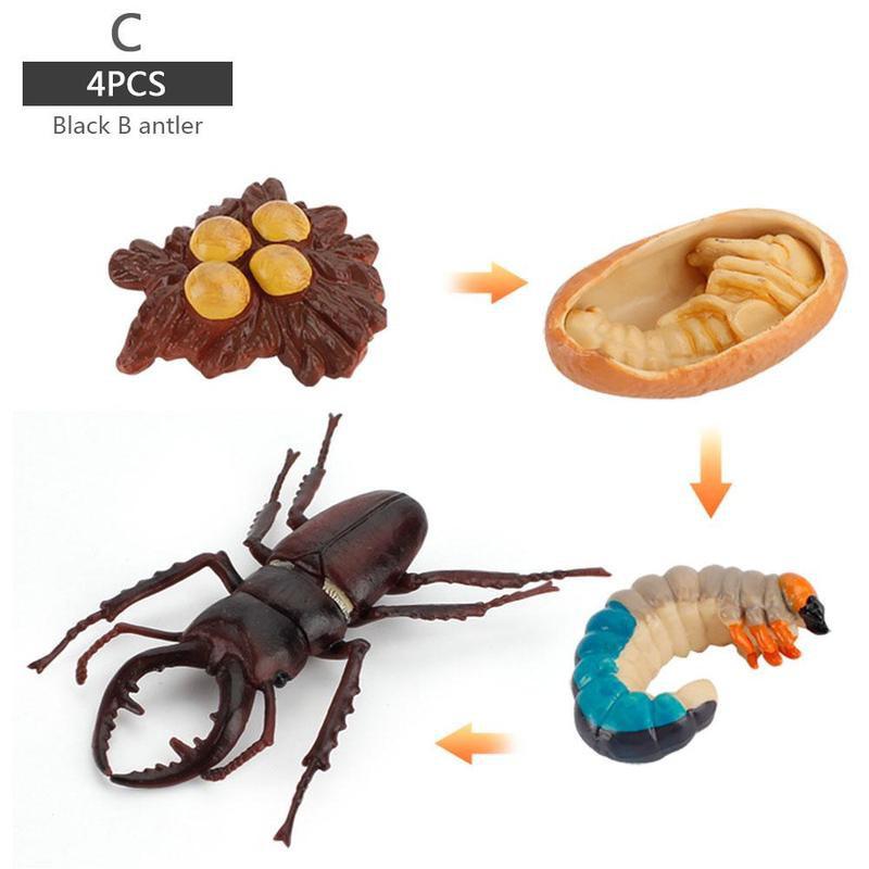 Simulatie Insect Bee Groei Cyclus Model Beeldjes Kikkers Zee Groei Mier Set Mosquito Model Cyclus Cijfers Kip Speelgoed T G5N: C