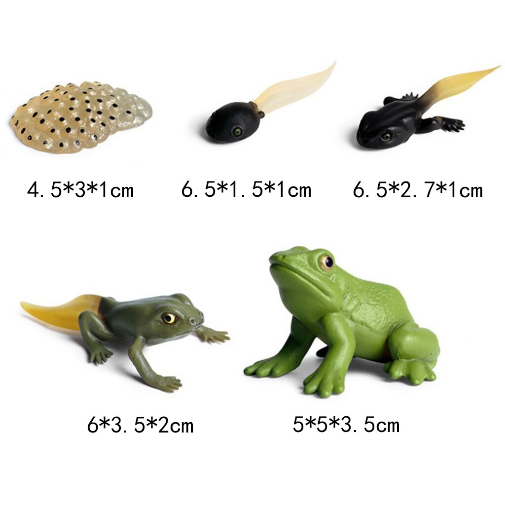 Education Kids Toy Simulation Frog Growth Cycle Figures Set Models Play Set