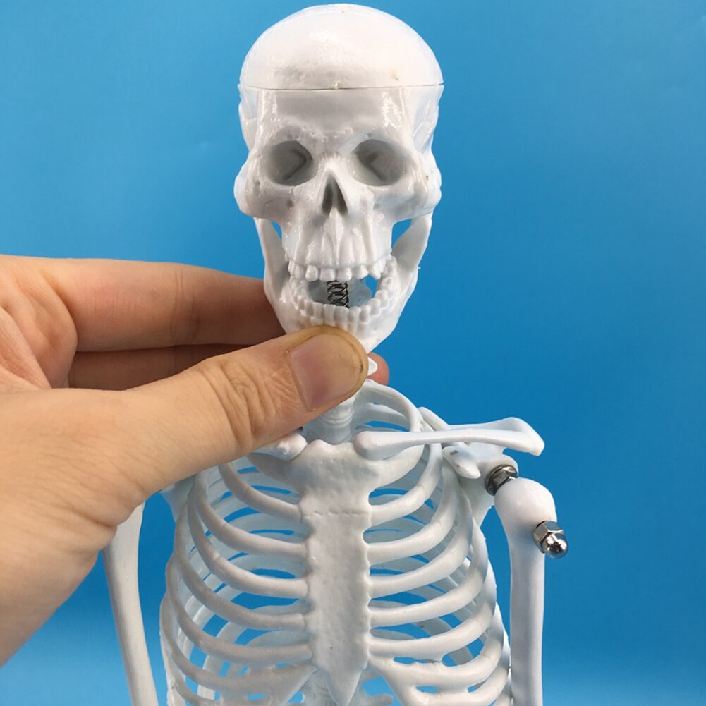 45Cm Menselijk Skelet Model Anatomisch Skelet Model Medische Leren Educatief Training Aid Halloween Party Decoratie