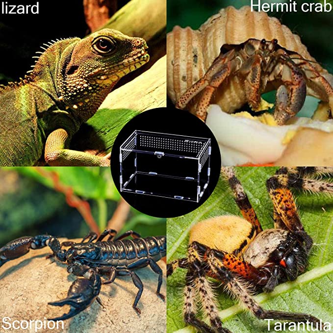 Transparent Acrylic Box Terrarium for Reptile and Amphibian Cricket Turtle Spider Snail Glass Shelter Terarium Terraria Gecko
