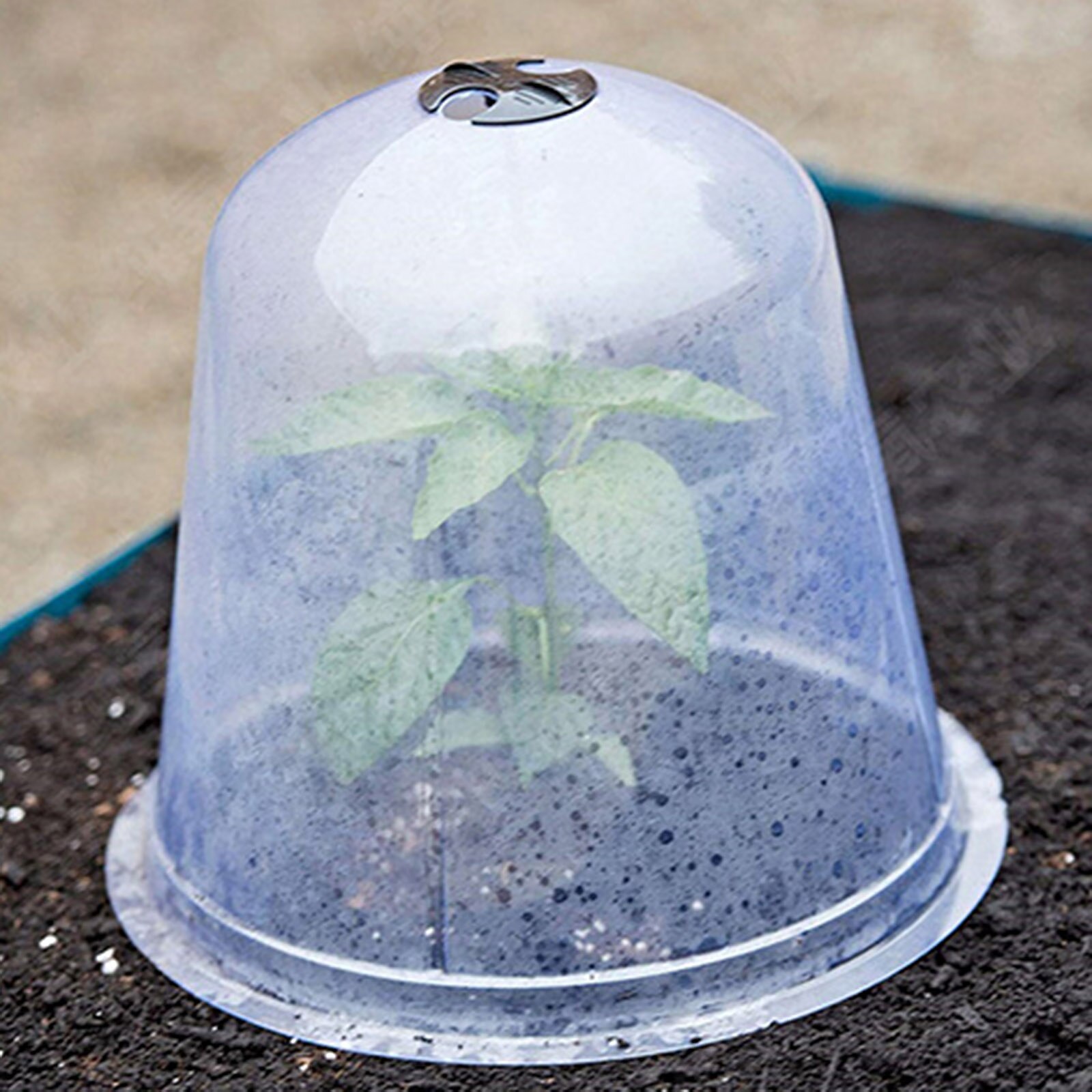 6pcs Cloche Dome Reusable Plastic Plant Bell Protector Cover for Warming Fruits Vegetables Seedlings Guard Freeze Protection