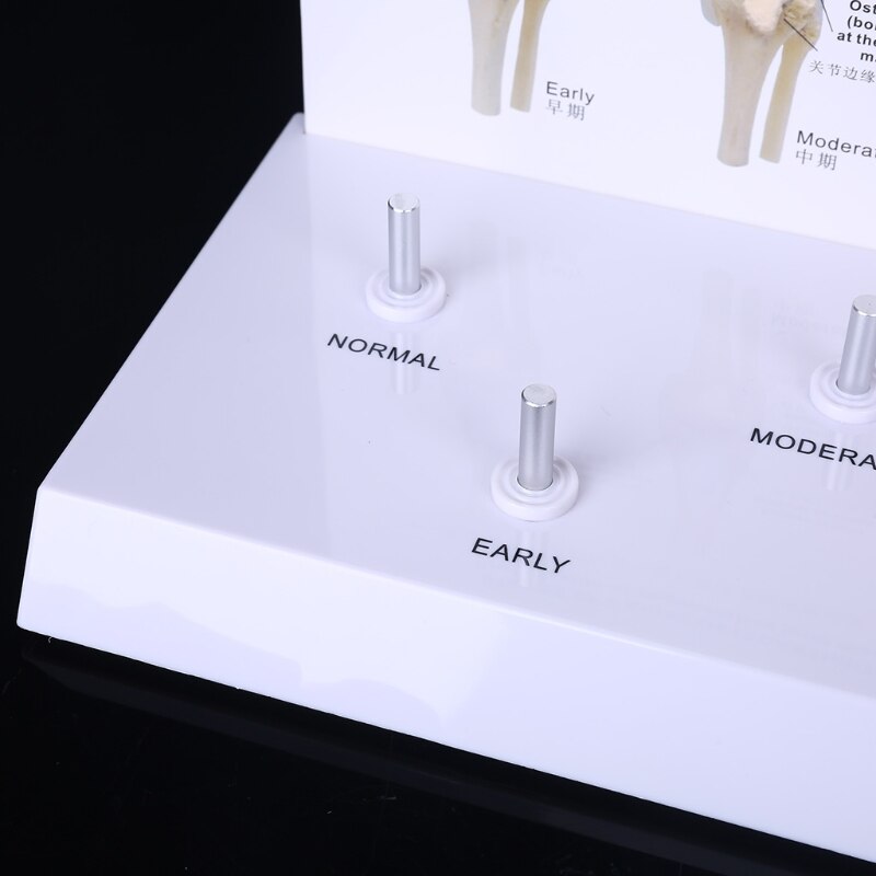 Animal Dog Canine Knee Joint Model Skeleton Veterinary Teaching Research Display