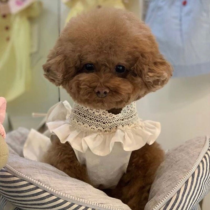 luxurious Dog Dress Pet Wedding Dresses Chihuahau Lace Puppy Pet Clothes For Small Dogs Clothes Handmade Dogs Party Dresses