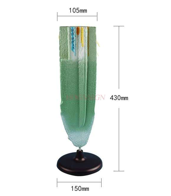Plant root longitudinal profile model High school junior high school biology teaching model Root longitudinal profile model