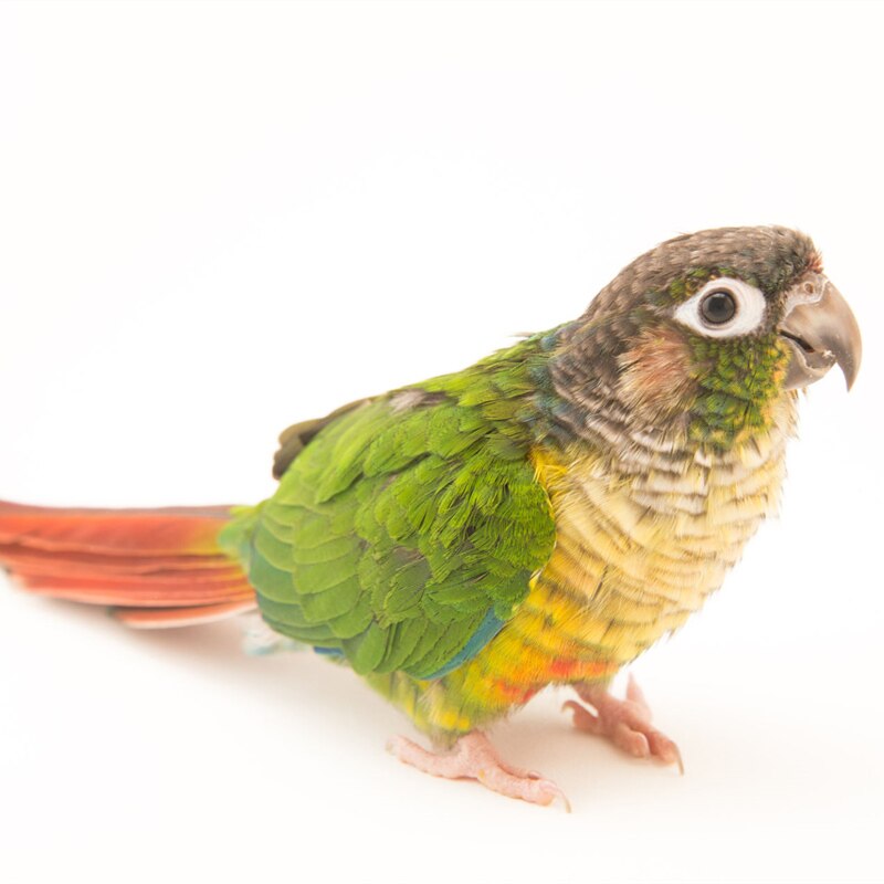Gingerain Bird clothes Parrot clothes red scarf original hand-made custom bird clothes Hooded Sweater apis florea: Green cheek conure