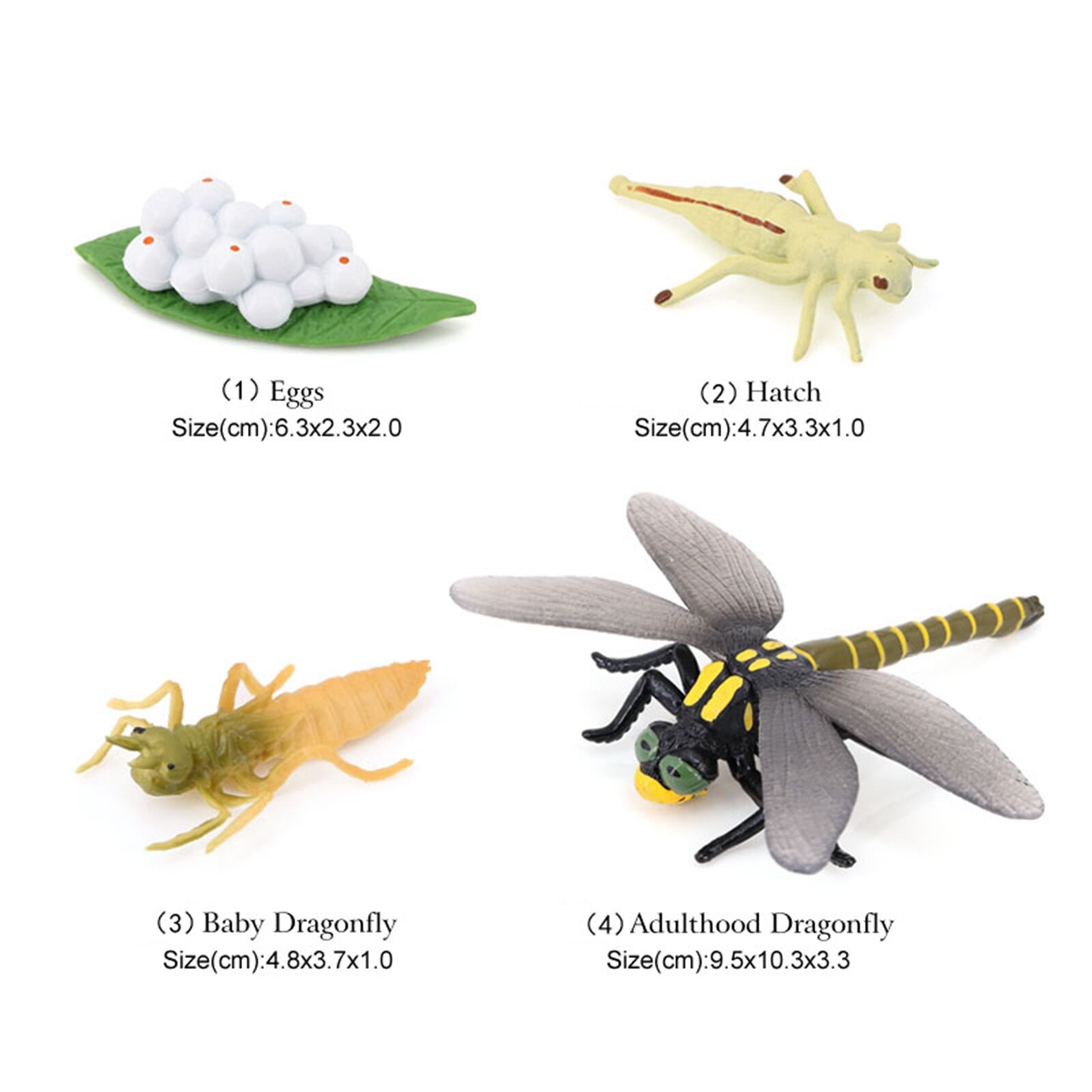 Plastic Dragonfly Animals Life Cycle Model Figures Growth Cycle Science Toys