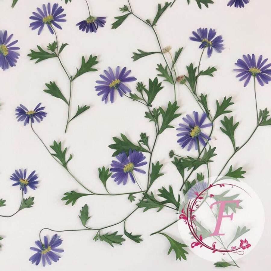 Aster à tige de Tataricus séchée pressée, plante herbium pour bijoux, carte d&#39;invitation, carte postale, étui de téléphone, -page, bougie, Art, 10 pièces