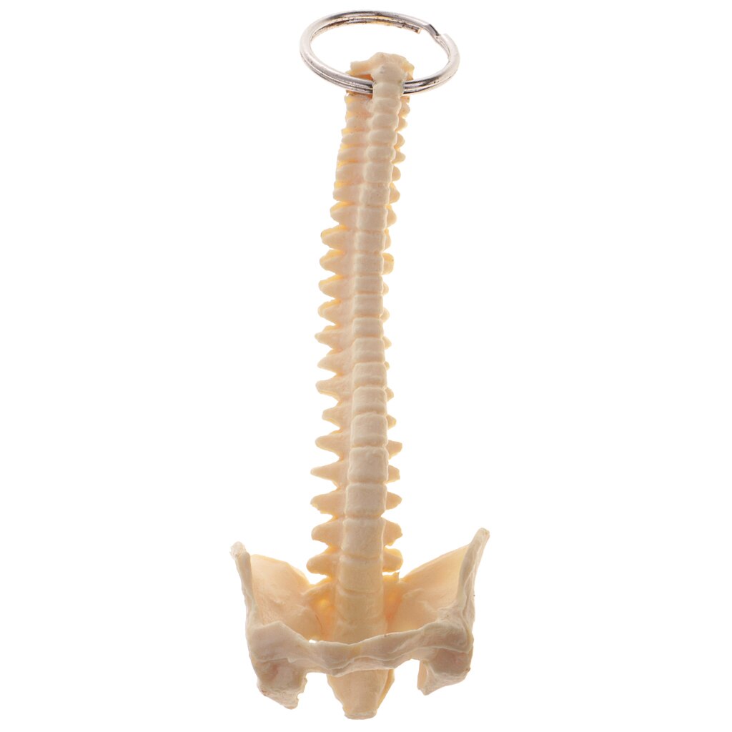 Mini squelette de colonne vertébrale humaine modèle porte-clés outils d'apprentissage scolaire fournitures de laboratoire