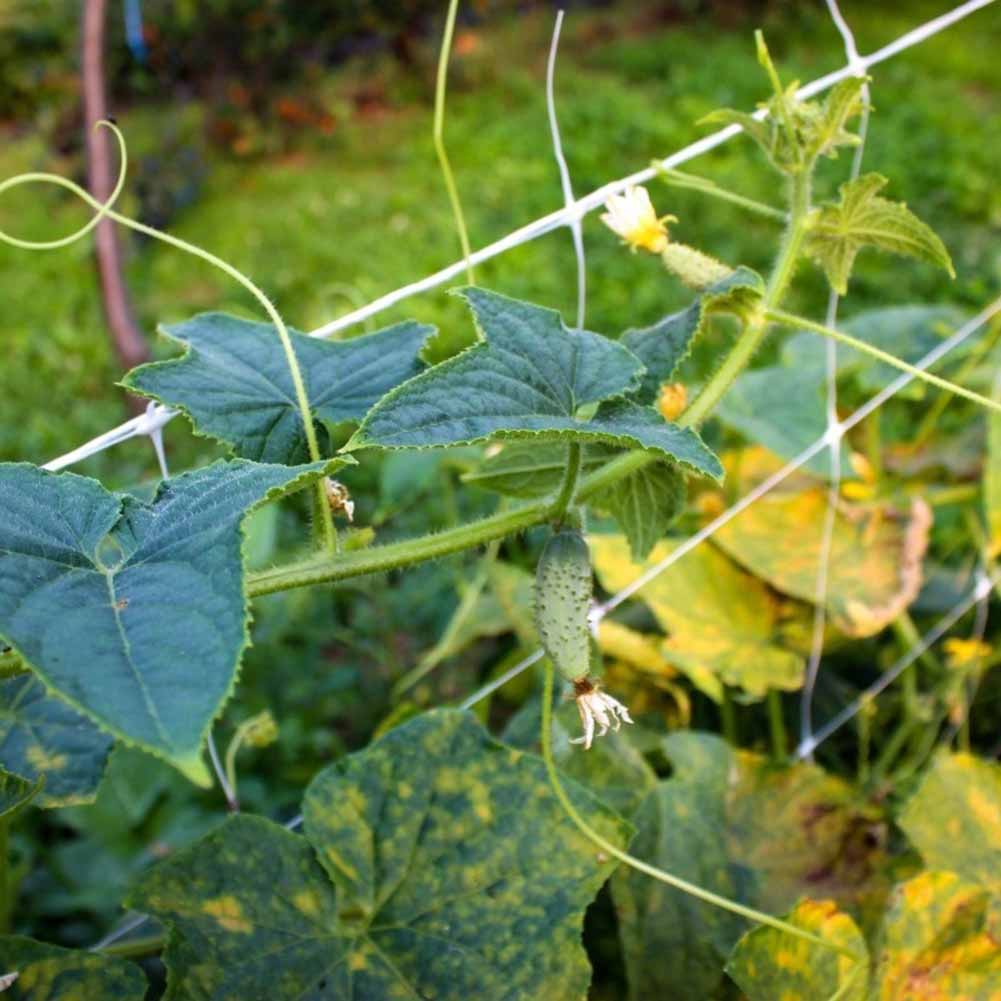 10m Garden Plant Trellis Netting Mesh Vine Landing Garden Weaving Grow Frame Vegetable Flower Cucumber Climbing Net Garden Tool