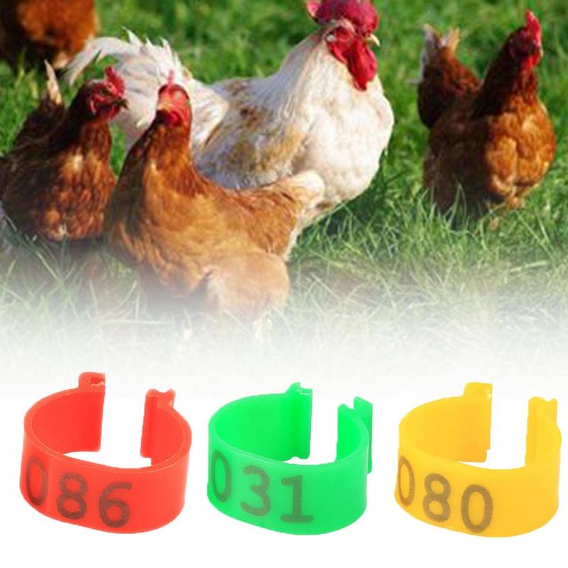 Anillos para pata de ave, 100 Uds., anillo con patas de gallina con letras, Logo especializado, Herramientas Abiertas, Paloma, pájaro, garra, anillo con hebilla de codorniz, Fe F6E7
