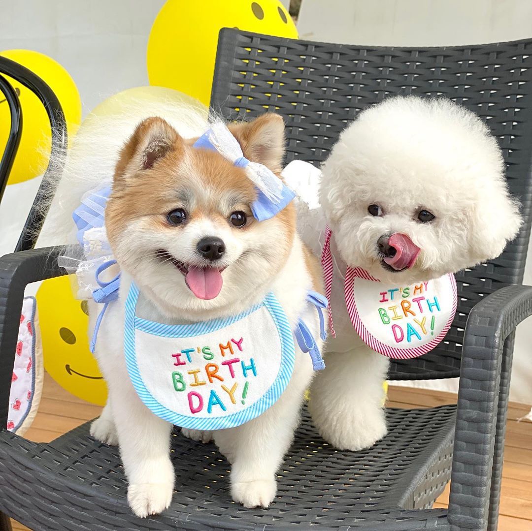one size Dog Bandana Korea Cute Dog Smiling Bib – Vicedeal