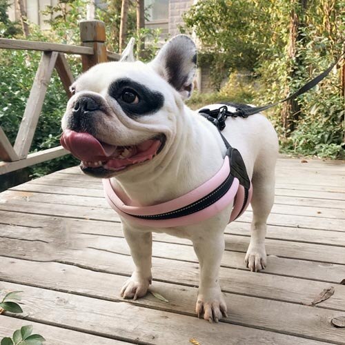 Dog Harness en Leash Set Honden Kraag Pet Vest voor Grote Middelgrote Kleine Honden kraag perro szelki dla psa coleira para cachorro: Pink / XS