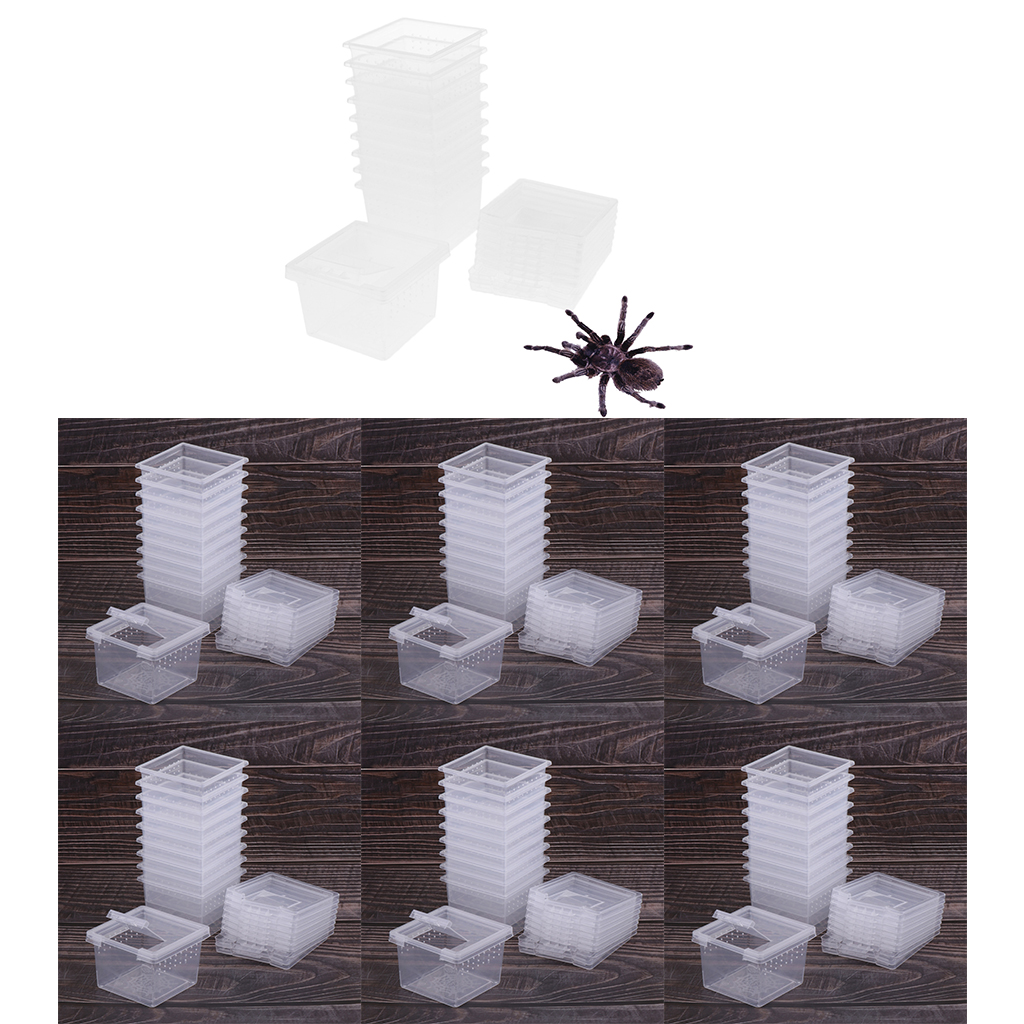 60 Stks/set Insect Reptiel Spider Terraria Fokken Box Uitkomen Container