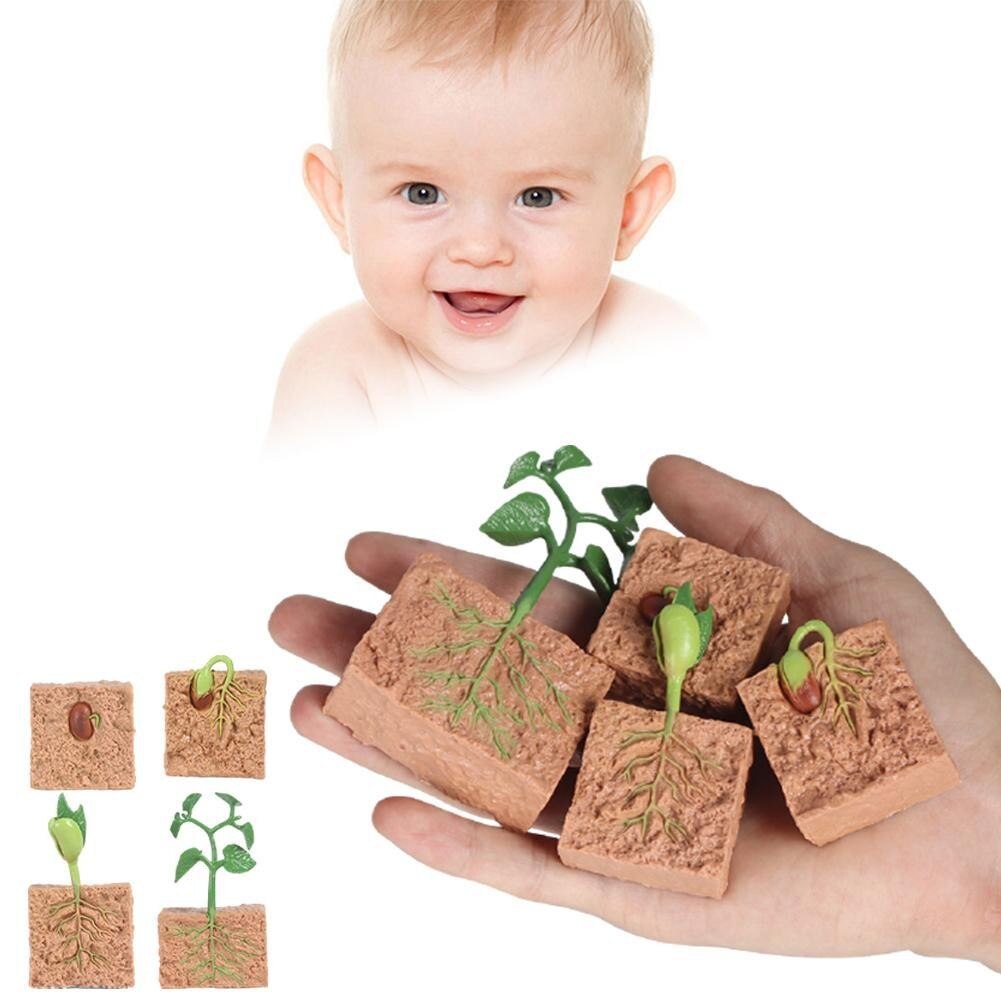 Simulazione modello di pianta Mini ciclo di crescita dei semi giocattolo modello di semi Set regali cognitivi speciali crescita giocattoli per bambini ciclo V4C8