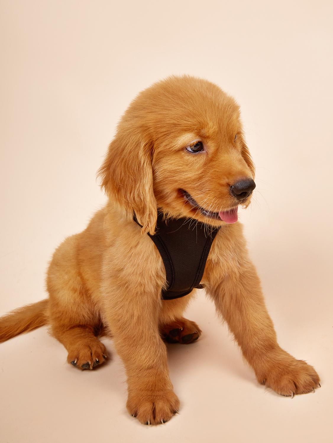 Hond Harnas Vest, Kleine Hond Harnas, Puppy Training Geen Pull Vest, reflecterende Veiligheid Comfort Voor Lopen (Zwart)