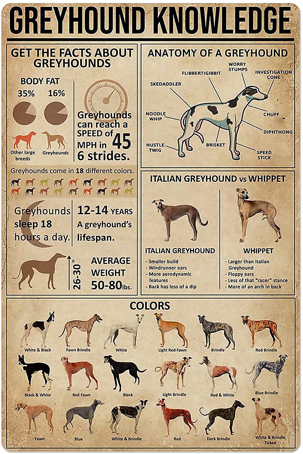Dog Anatomy Metal Tin Sign Australian Cattle Dog Knowledge Poster Farm School Education Club Garage Wall Decor Plaque 8x12 Inch: Bichon Frise / 8x12inch
