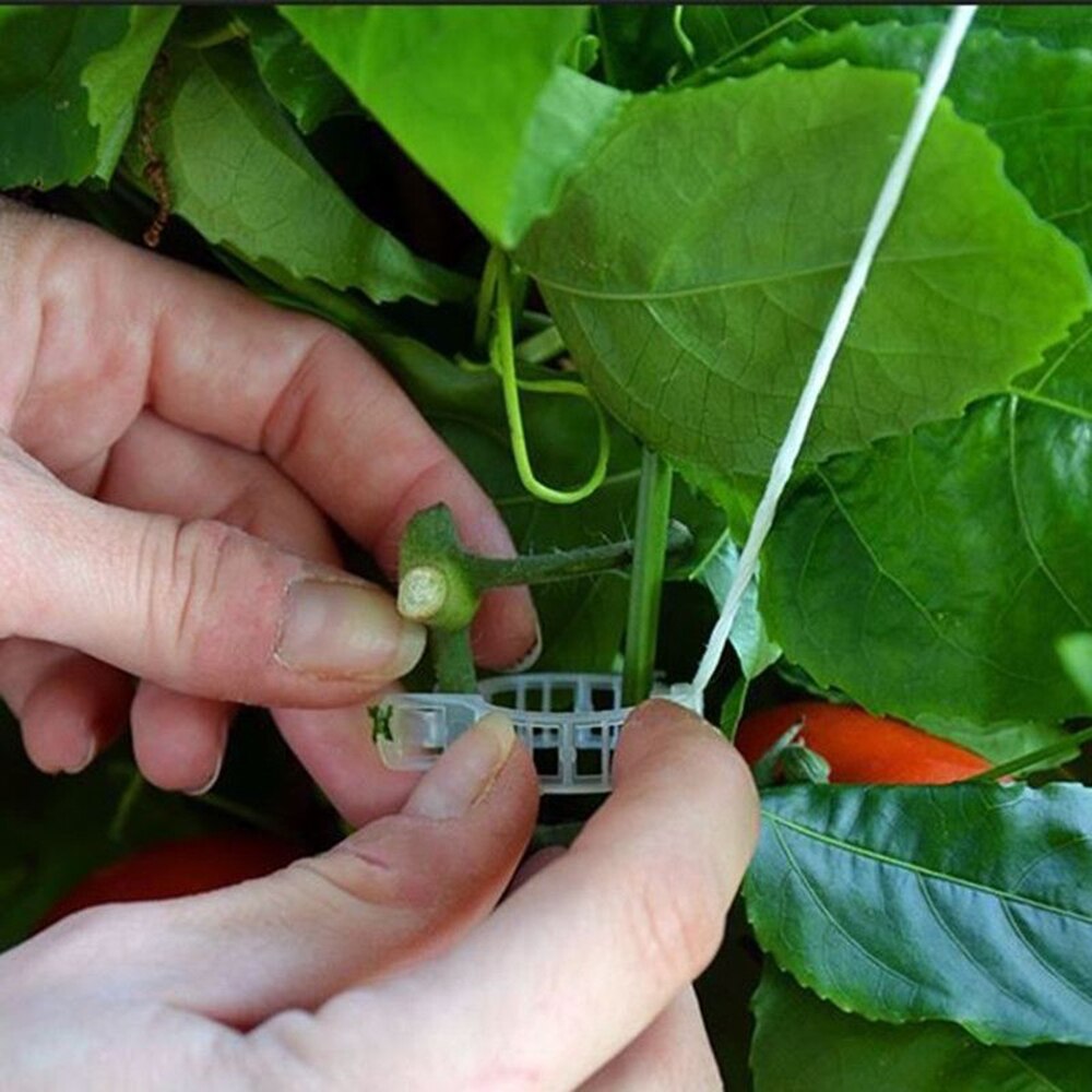 50 stk/parti plante vinstok tomat stængel klips støtter forbinde til planter vinstokke espalier garn bure bedst