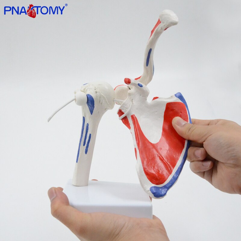 Flexibele En Afneembare Human Schoudergewricht Model Met Spier Geschilderd Medische Onderwijs Tool Anatomisch Apparatuur Levensgrote