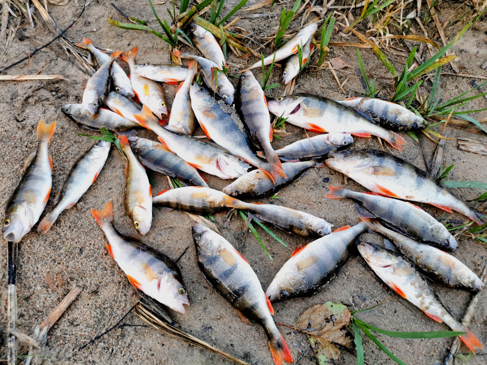 Leurre artificiel et doux à gros impact,wobbler softbait de 0 mm, 2,3 inch, 50mm et 1,6 inch, pour la pêche à pagaie et poisson nageur à queue,