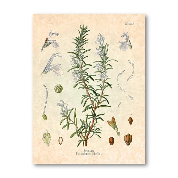 Krydderier urter print vintage botanisk plakat persille salvie rosmarin timian kulinarisk væg kunst billede maleri køkken indretning: Sølv / 21 x 30cm uden ramme