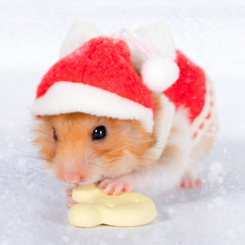 2 pezzi vestito da criceto piccoli vestiti di animali cotone adatto alla pelle vestiti di cavia scoiattolo cincillà forniture accessori per criceti