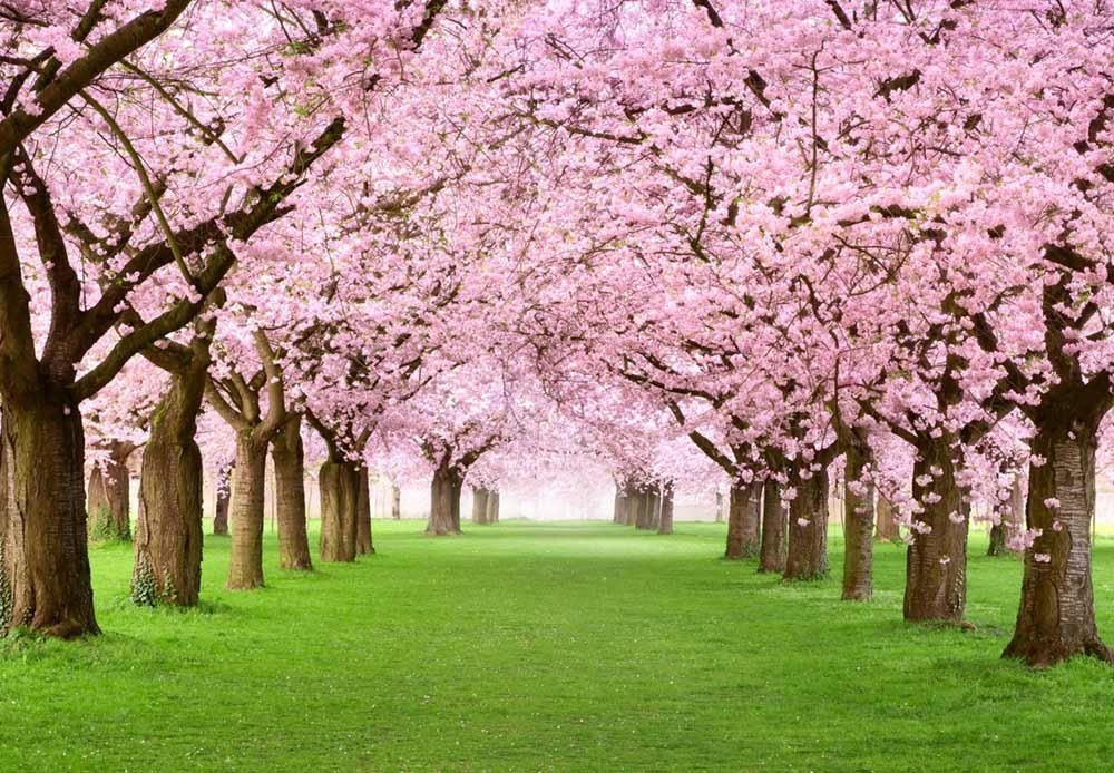 Custom 3D Foto Behang Kersenbloesem Boom Muurschildering Woonkamer Slaapkamer Vinyl Muurschildering Waterdicht Behang Home Decor