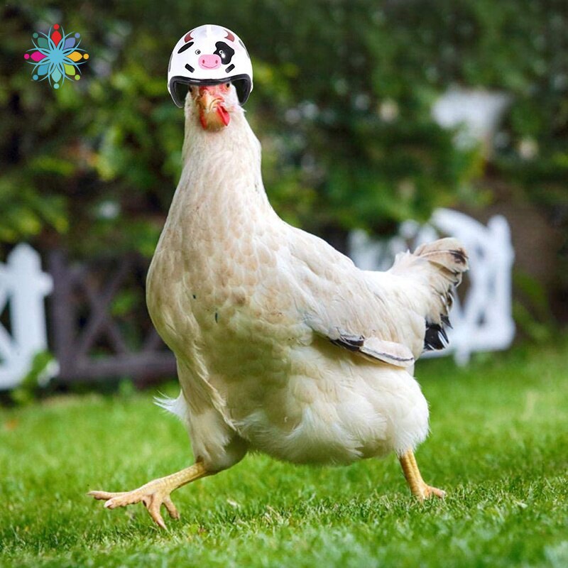 4/3/2/1Pcs Chicken Helmet For Pets Funny Protective Chicken Helmet Hen Chicken Hard Hat Bird Hat Hood TLS