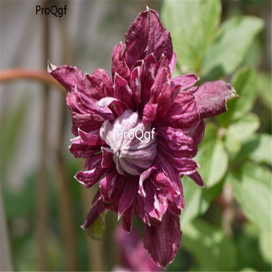 Ngryise 10 Stuks Een Set Clematis