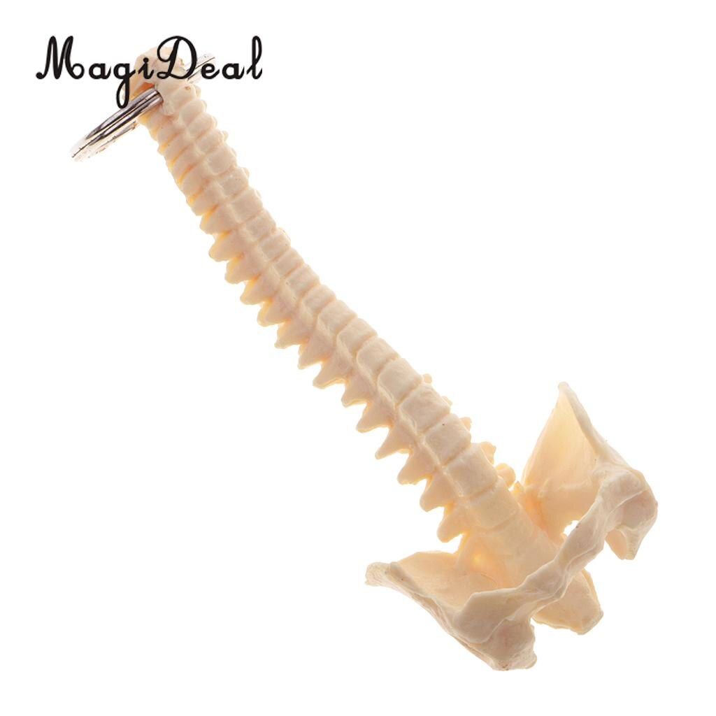 MagiDeal 1Pc Mini PVC Material Handcrafted Human Spine Skeleton Model Keychain for School Teaching Aid Tool Novelty Beige