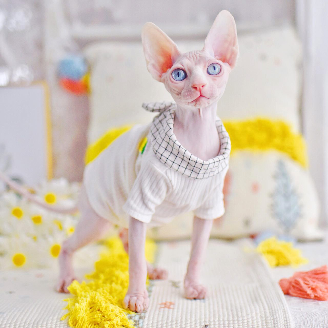 Sphynx Cat Apparel Pineapple Pet Accessories Comfort Spring summer Outfis Clothes for cats Hairless Cat Clothes: white / XXL