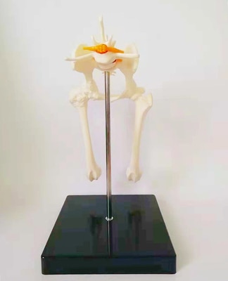 Osteoporose hond hip model hond skelet model dier skelet anatomie model canine pet veterinaire onderwijs
