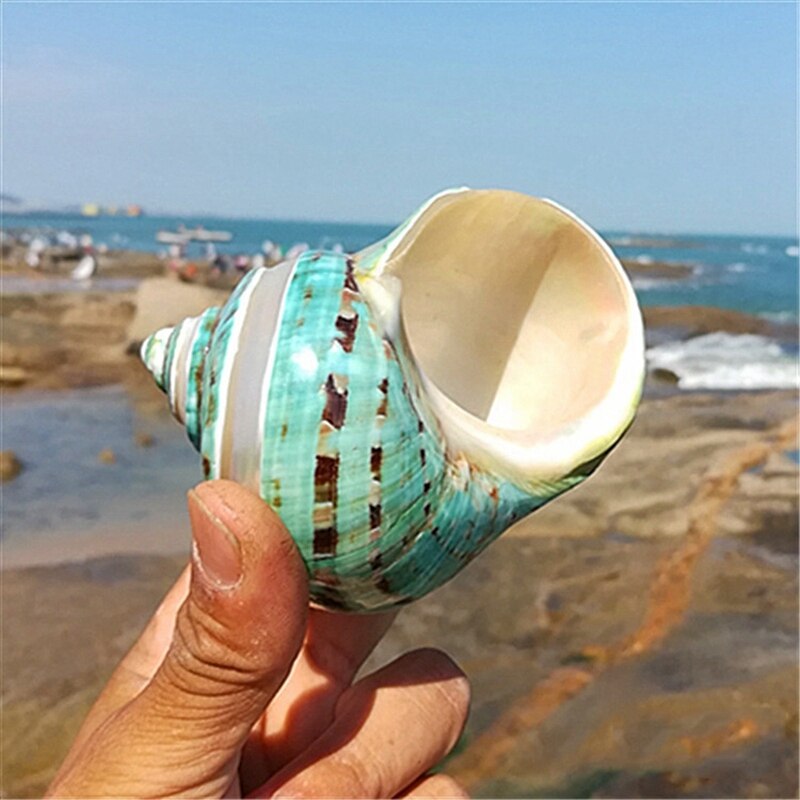 11Cm mar Caracol color verde 1 Uds decoración de peces de acuario seco chico decoración del acuario Mediterráneo Material orgánico de capa fina