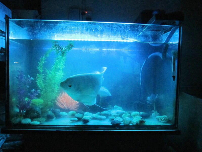 Remote controll 48cm 24led 5050SMD Light Bar Submersible strip submarine lamp multicolor RGB Aquarium Fish Tank tube Waterproof