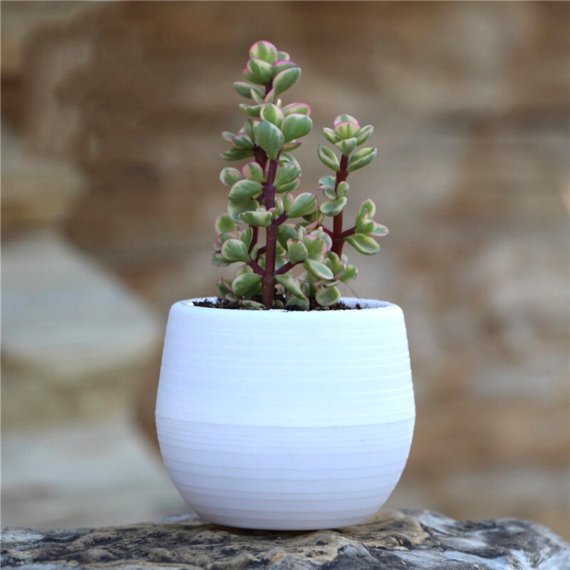 6 -farve mini-urtepotter indendørs have til kontordekoration eller sukkulente planter desktop-urtepotter hjemmetilbehør
