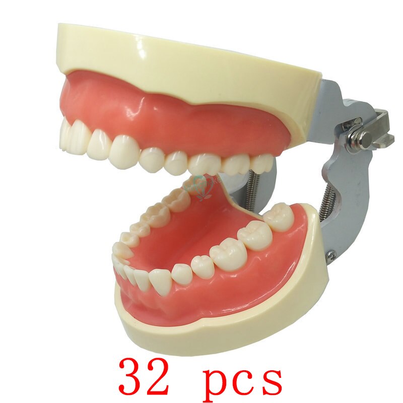 1pcs Dental Teaching Model Demonstration Tooth Model With Removable 32pcs /28pcs Teeth: 32pcs
