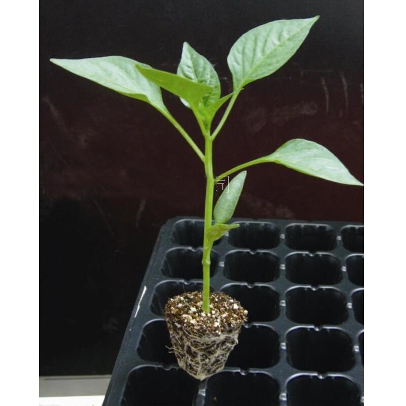 Bandejas de plástico semillero de 50 hoyos de superior, macetas para flores y plantas, protector de vivero, bandeja de cultivo, tapón, plantador