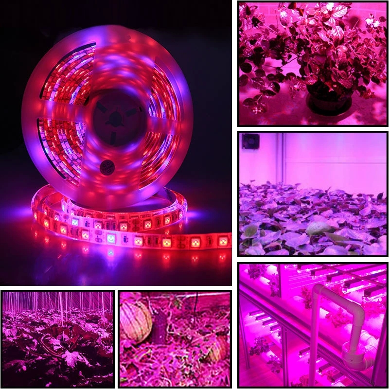 LED Grow Light Full Spectrum 5M Phyto Lamp SMD 5050 Waterproof Growth Lamp For Greenhouse Hydroponic Plant Growing+Power adapter