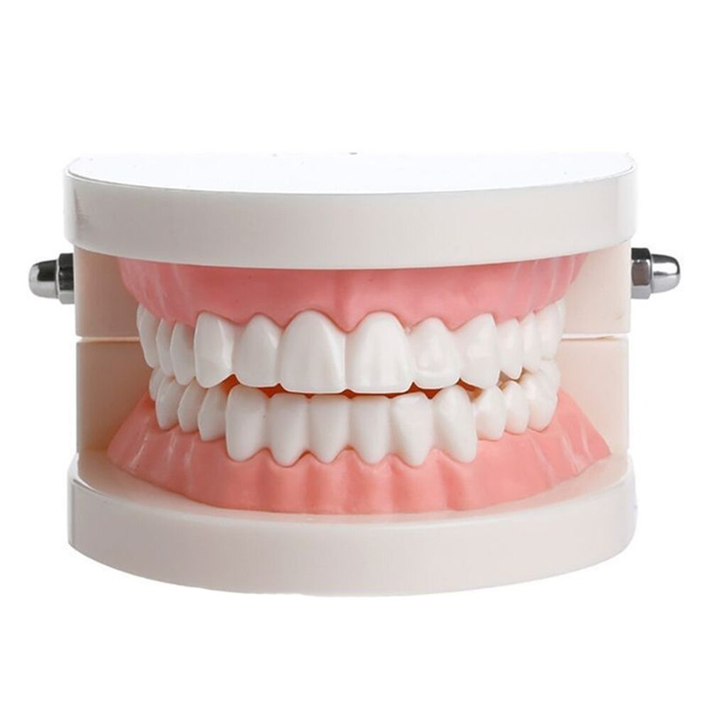 Dental Study Teaching Teeth Model Oral Care Tooth Education Dentist Equipment